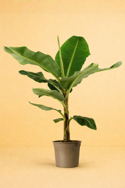 Bananenplant