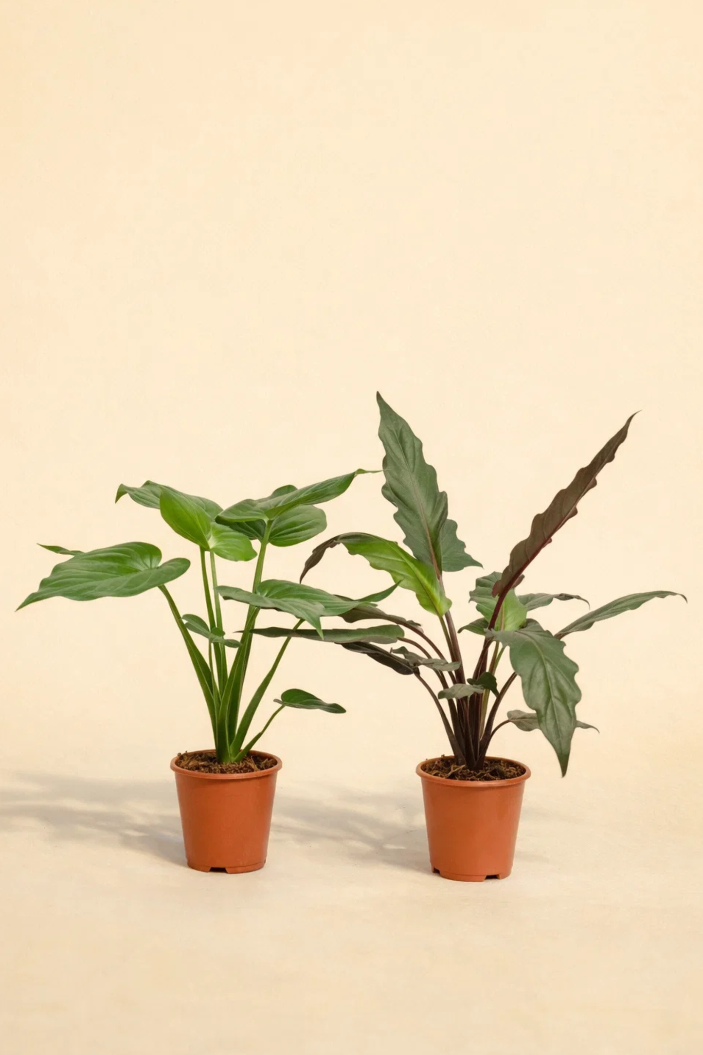 Alocasia Cucullata + Alocasia Lauterbachiana