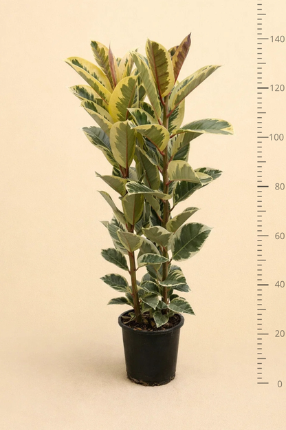 Ficus Elastica Tineke Struik