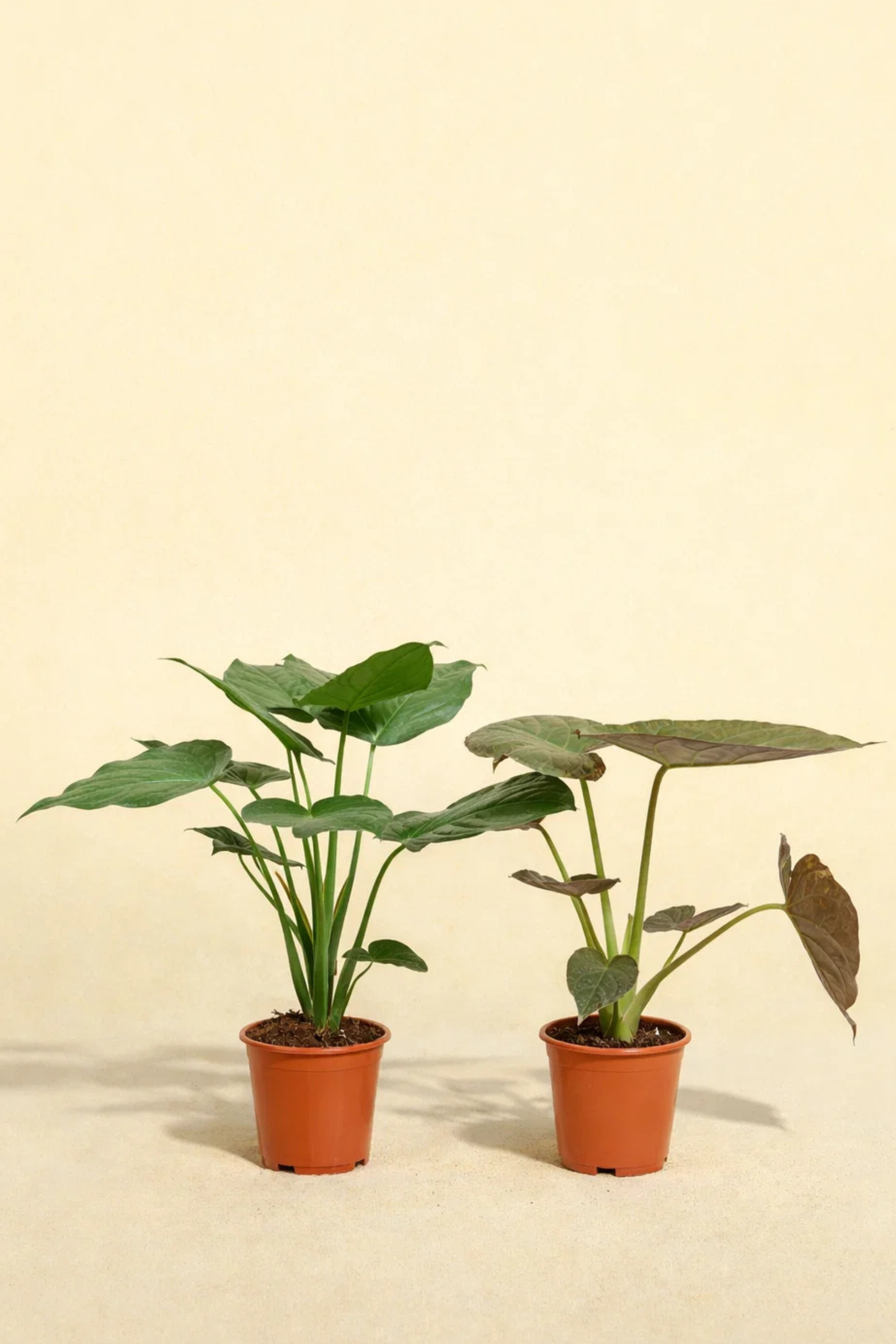 Alocasia Cucullata + Alocasia Wentii