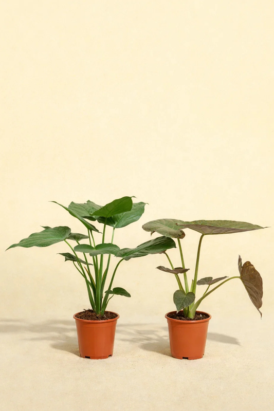 Alocasia Cucullata + Alocasia Wentii