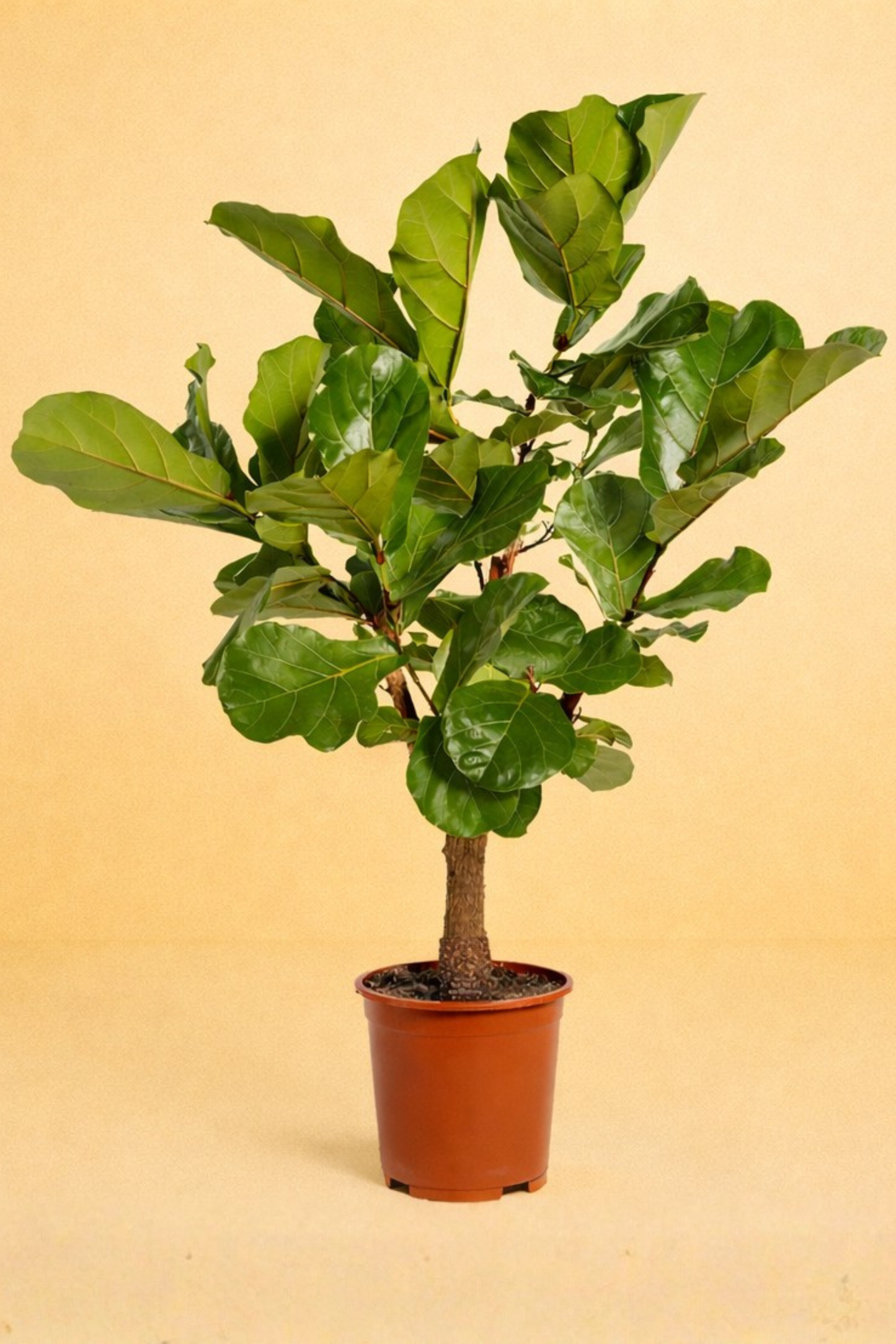 Ficus Lyrata vertakt