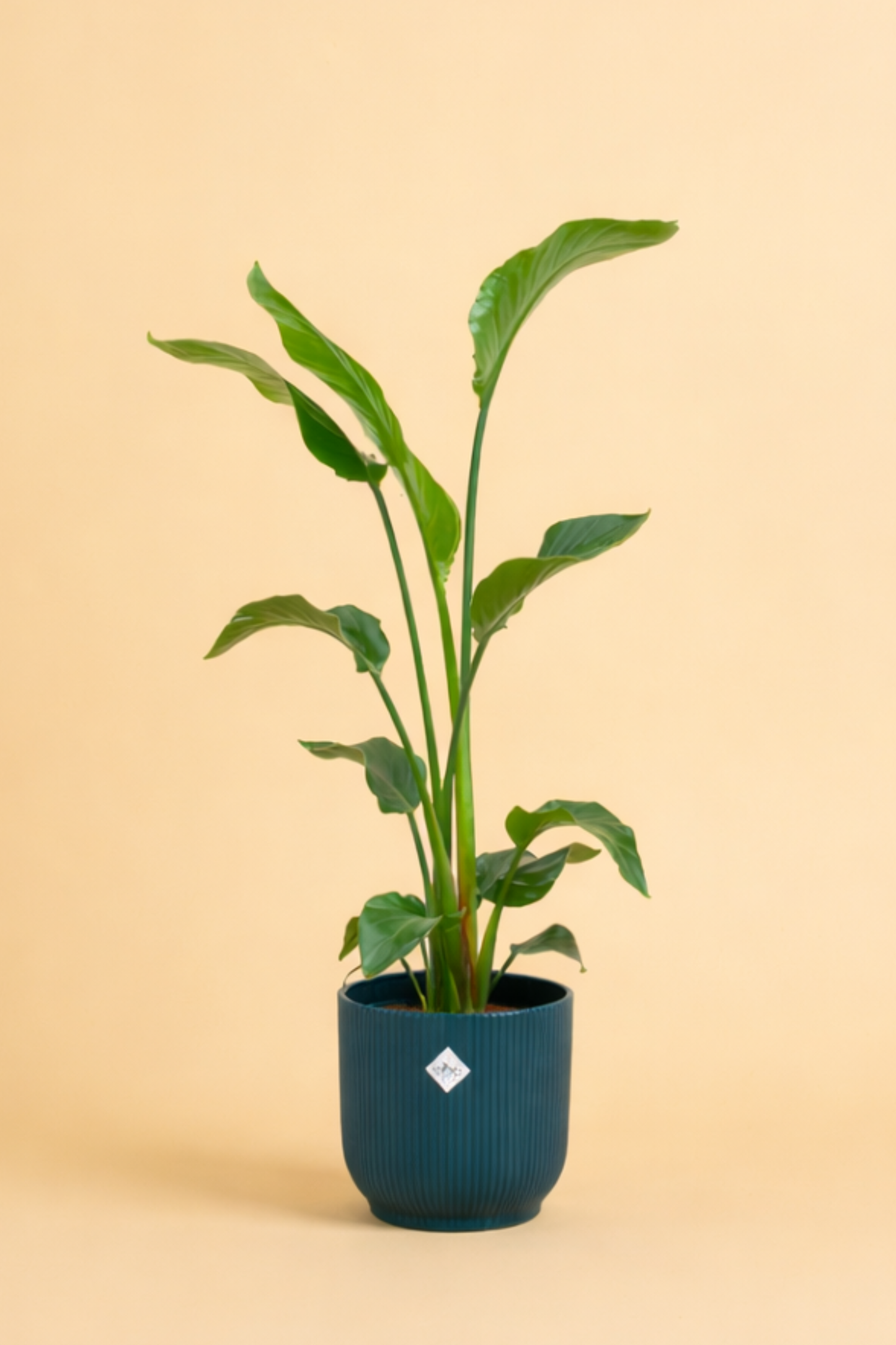 Strelitzia Nicolai + pot
