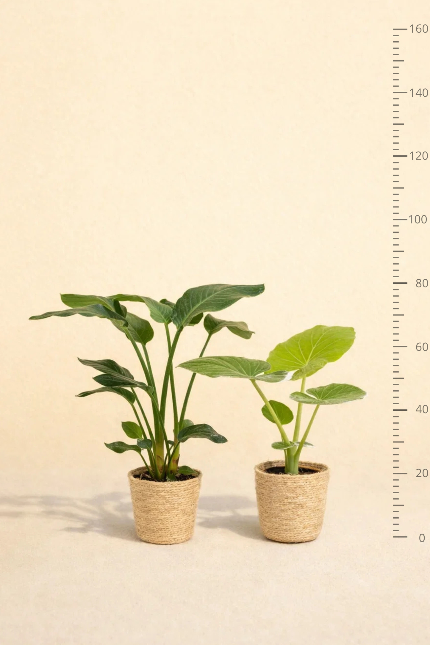 Strelitzia Nicolai + Alocasia Macrorrhiza + Mand Selin