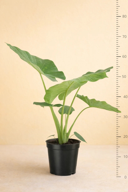 Alocasia Macrorrhiza