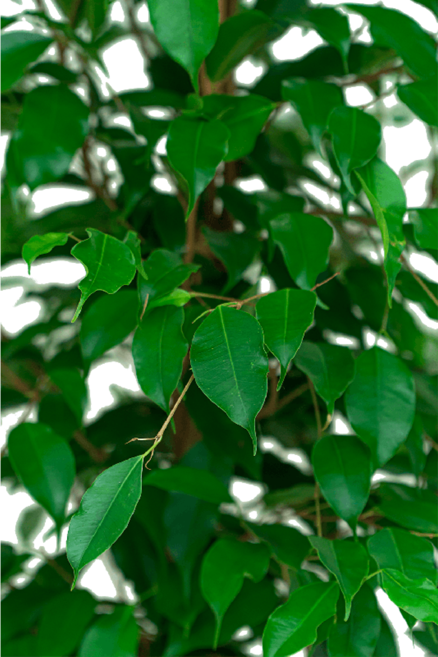 Ficus Benjamina Danielle