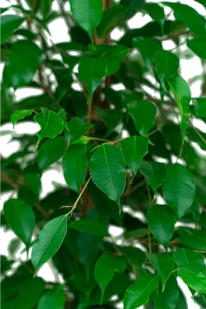 Ficus Benjamina Danielle