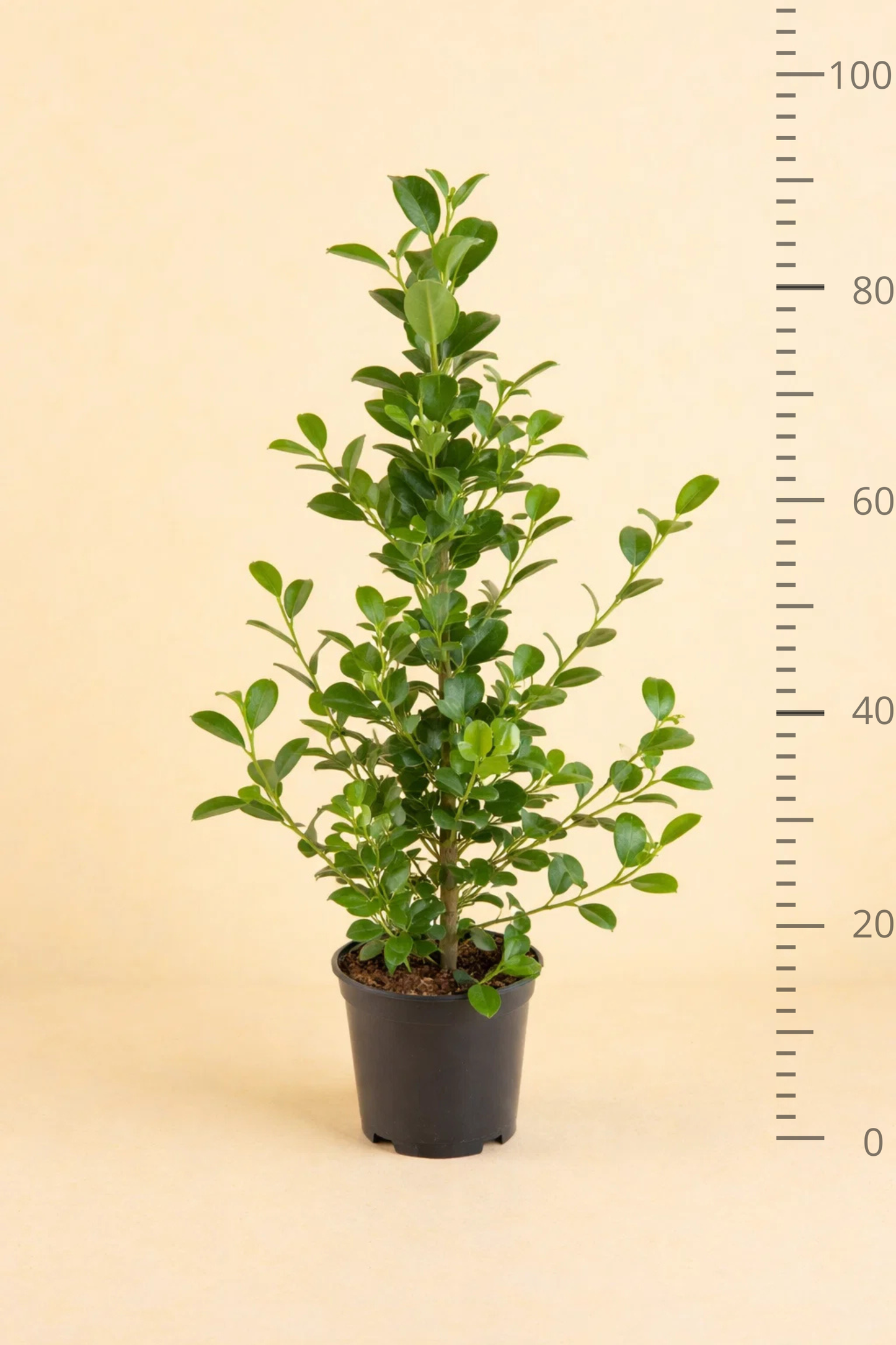 Ficus Microcarpa Moclame