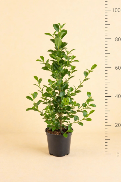 Ficus Microcarpa Moclame