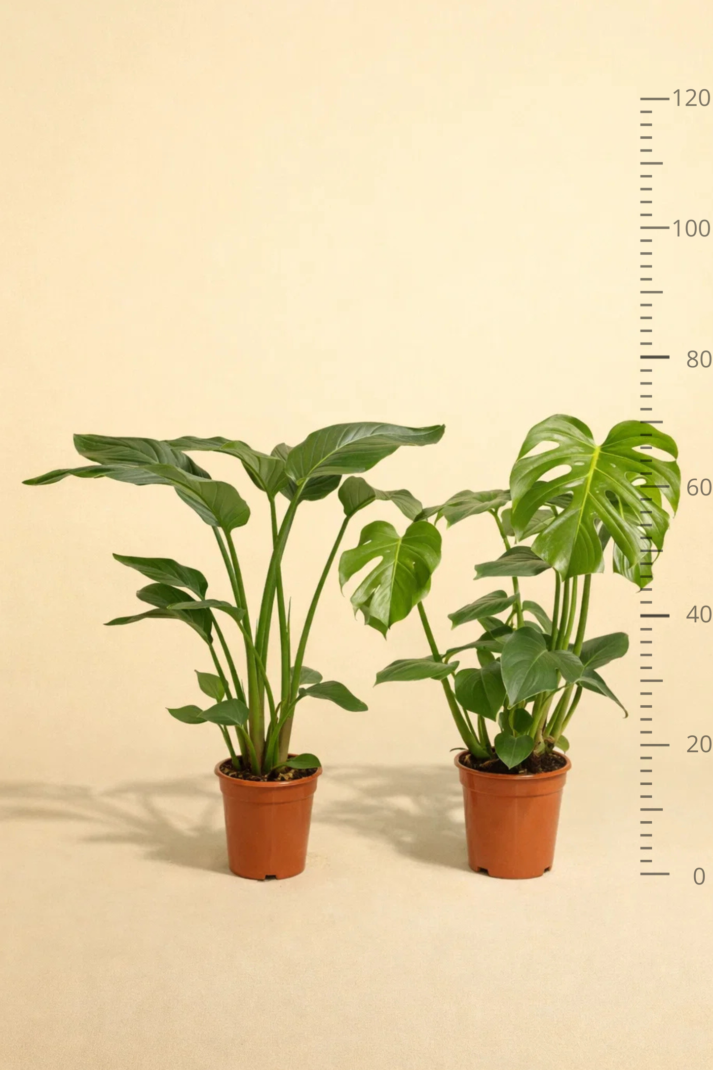 Strelitzia Nicolai + Monstera Deliciosa