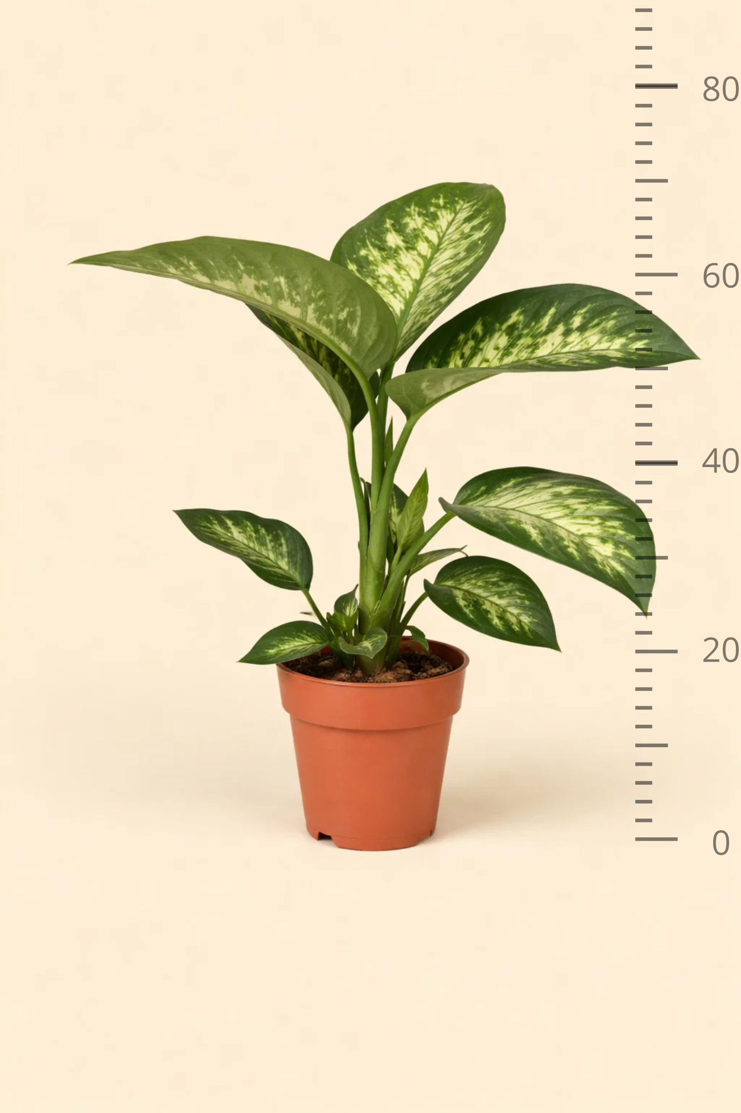 Dieffenbachia Seguine