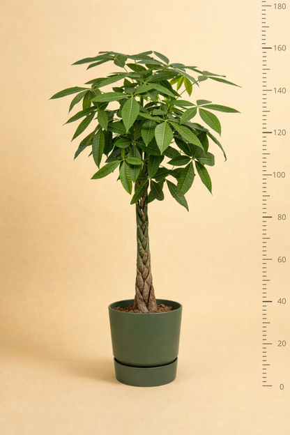 Pachira Aquatica + pot
