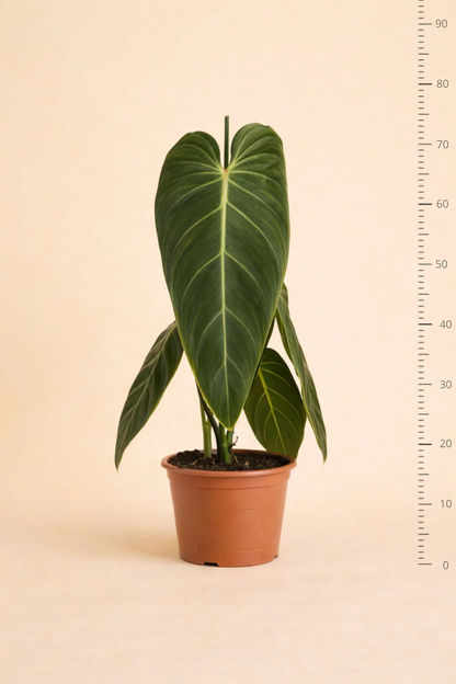 Philodendron Melanochrysum