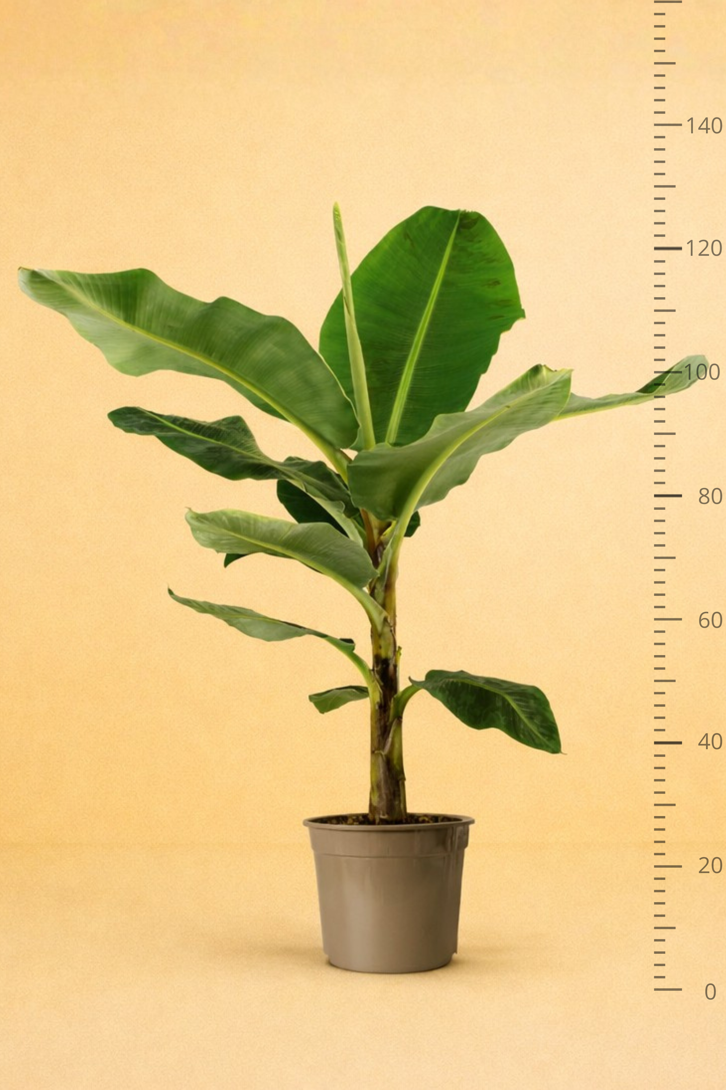 Bananenplant