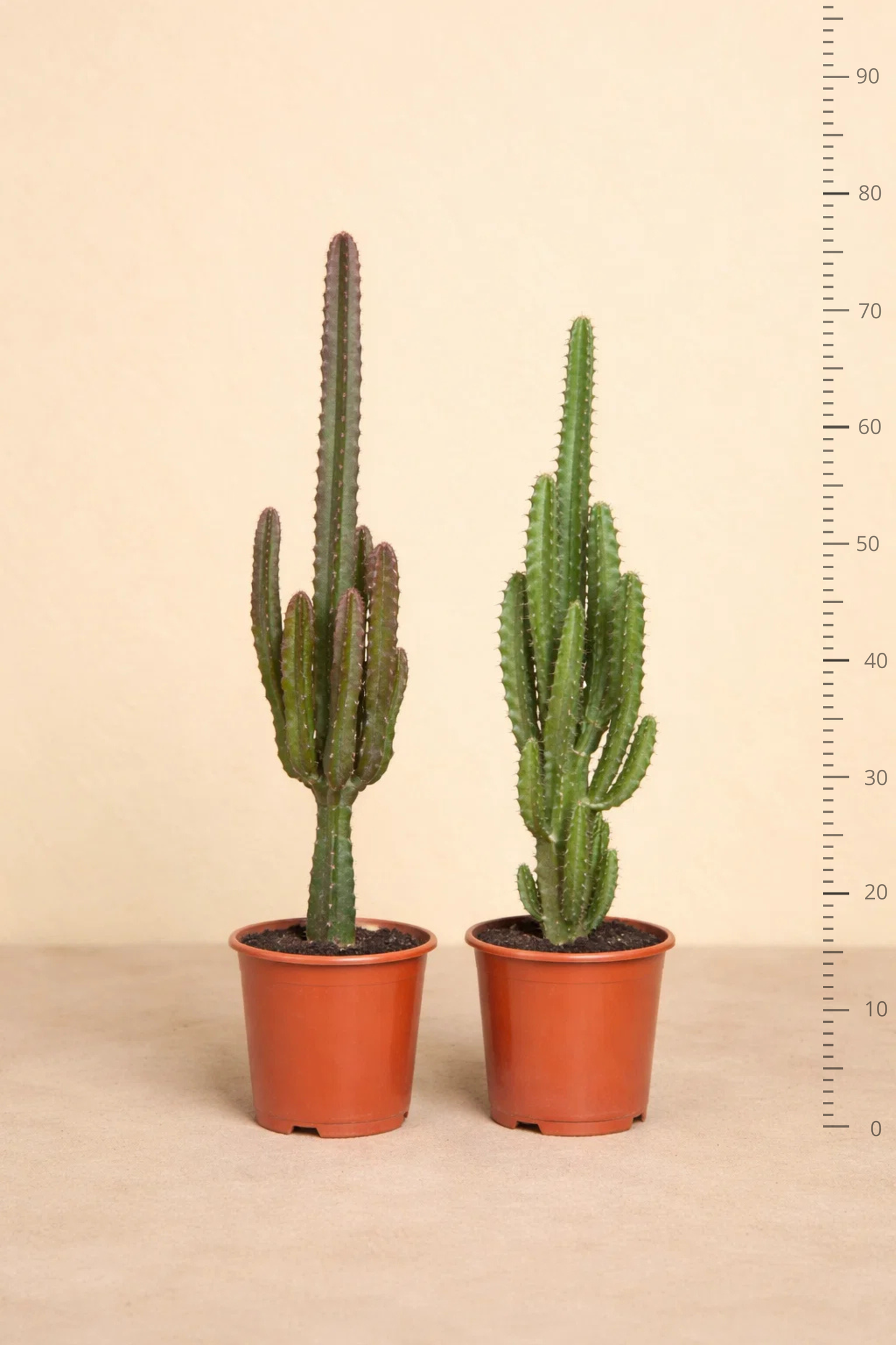 Euphorbia Groen / Rood - 2 stuks
