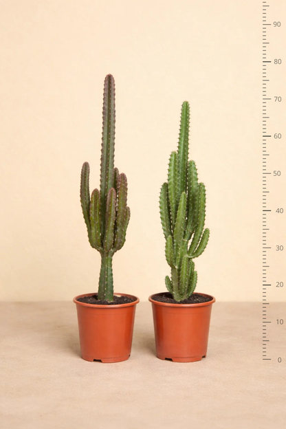 Euphorbia Groen / Rood - 2 stuks