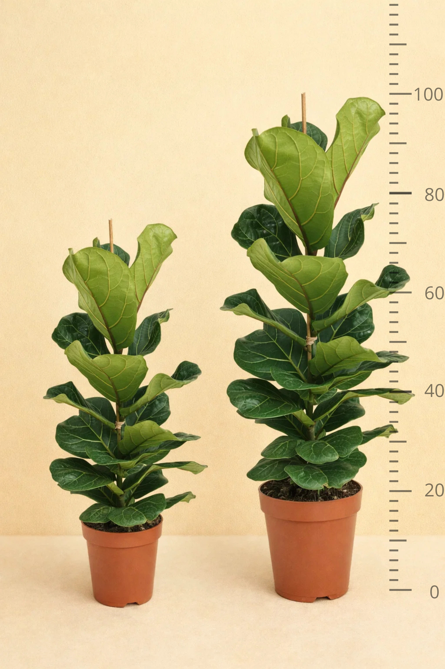 Ficus Lyrata