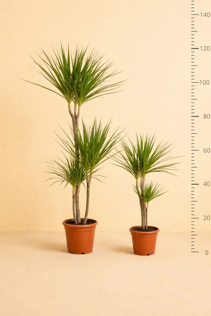Dracaena Duo