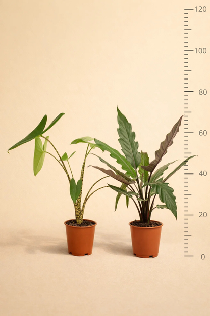 Alocasia Zebrina + Alocasia Lauterbachiana