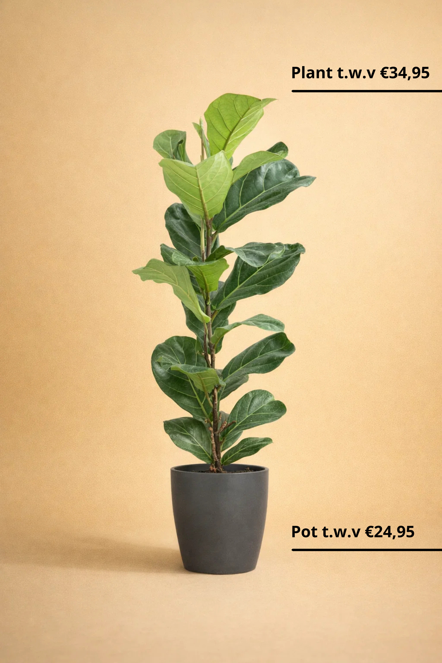 Ficus Lyrata + pot