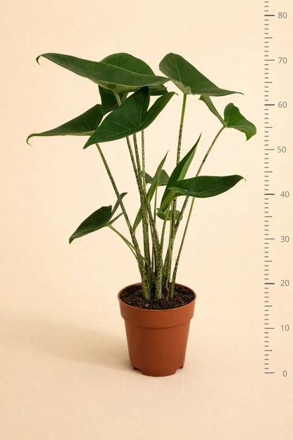 Alocasia Zebrina
