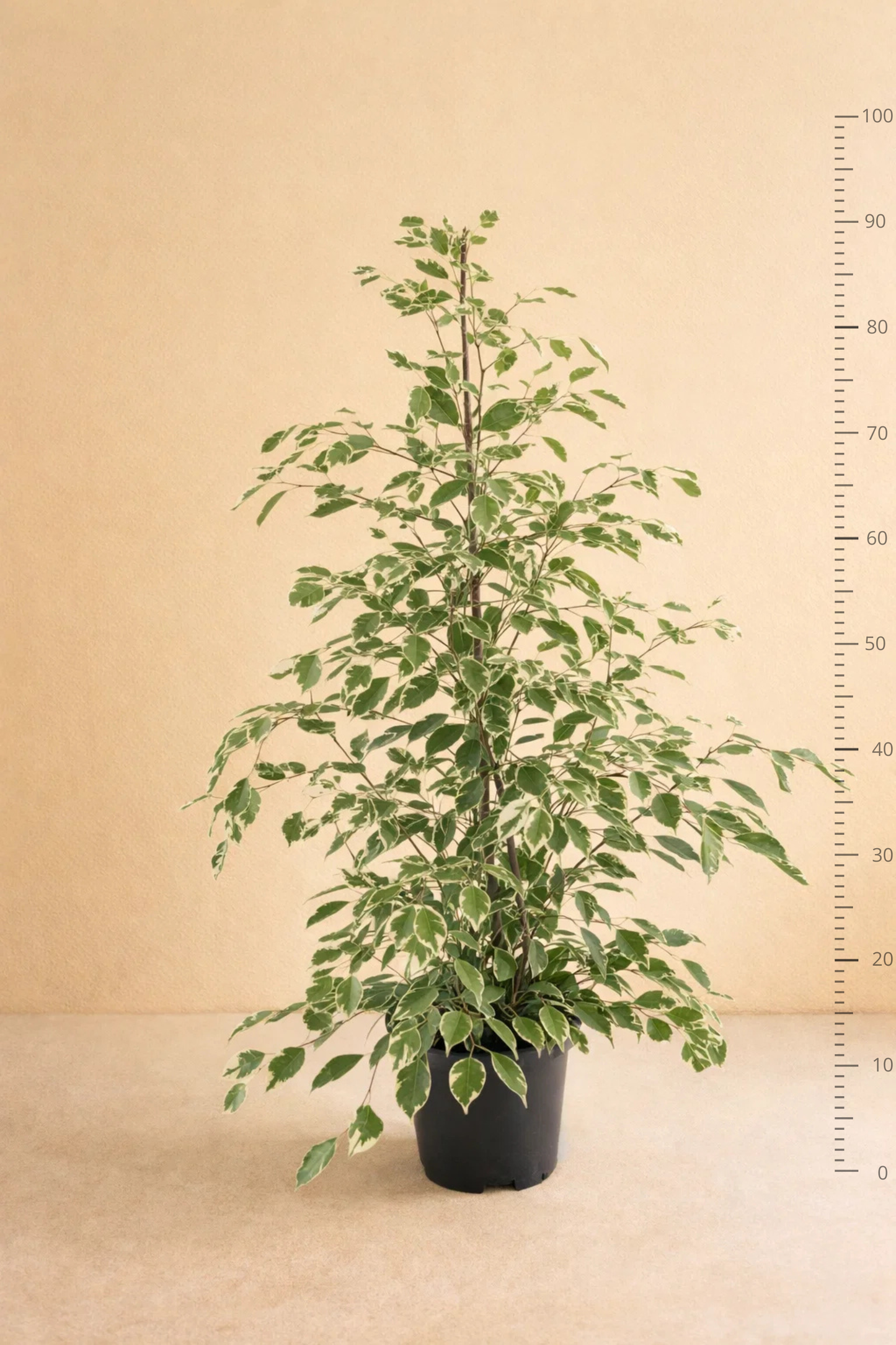 Ficus Benjamina Twilight