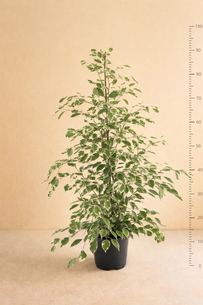 Ficus Benjamina Twilight