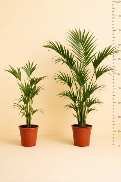 Howea Forsteriana