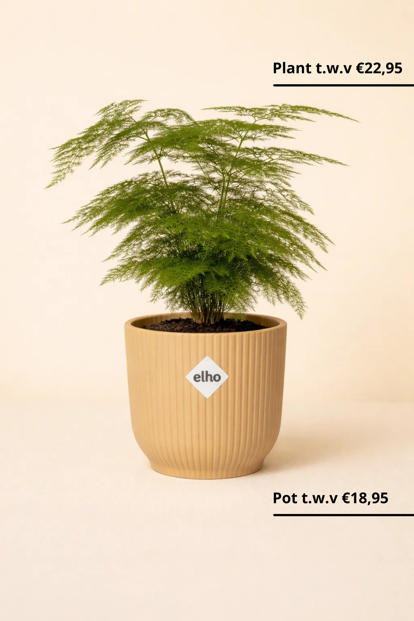 Asparagus Setaceus  + Pot