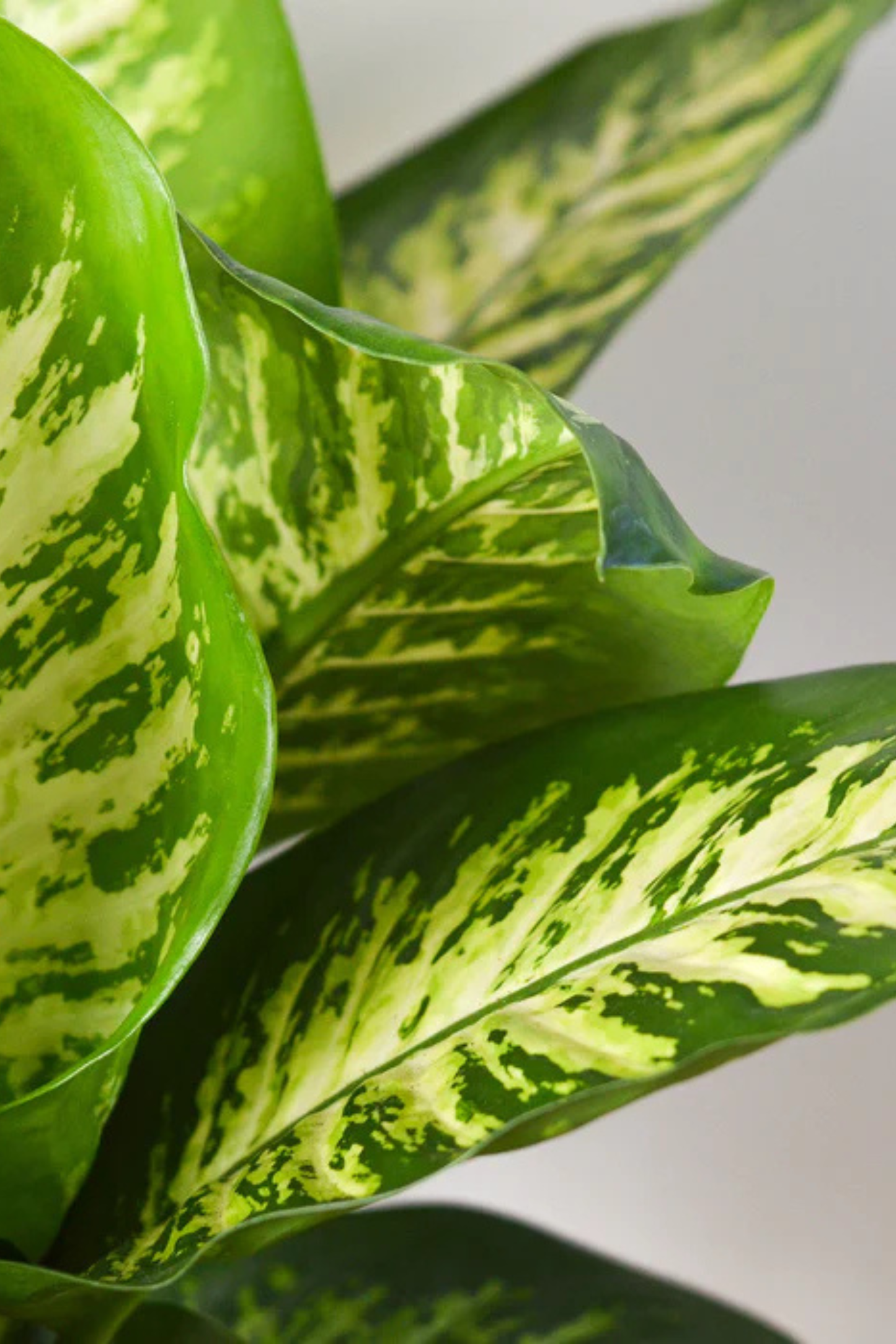 Dieffenbachia Seguine