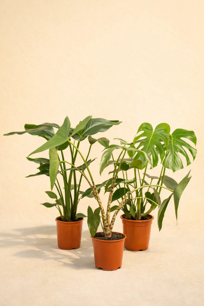 Monstera Deliciosa + Alocasia Zebrina + Strelitzia Nicolai