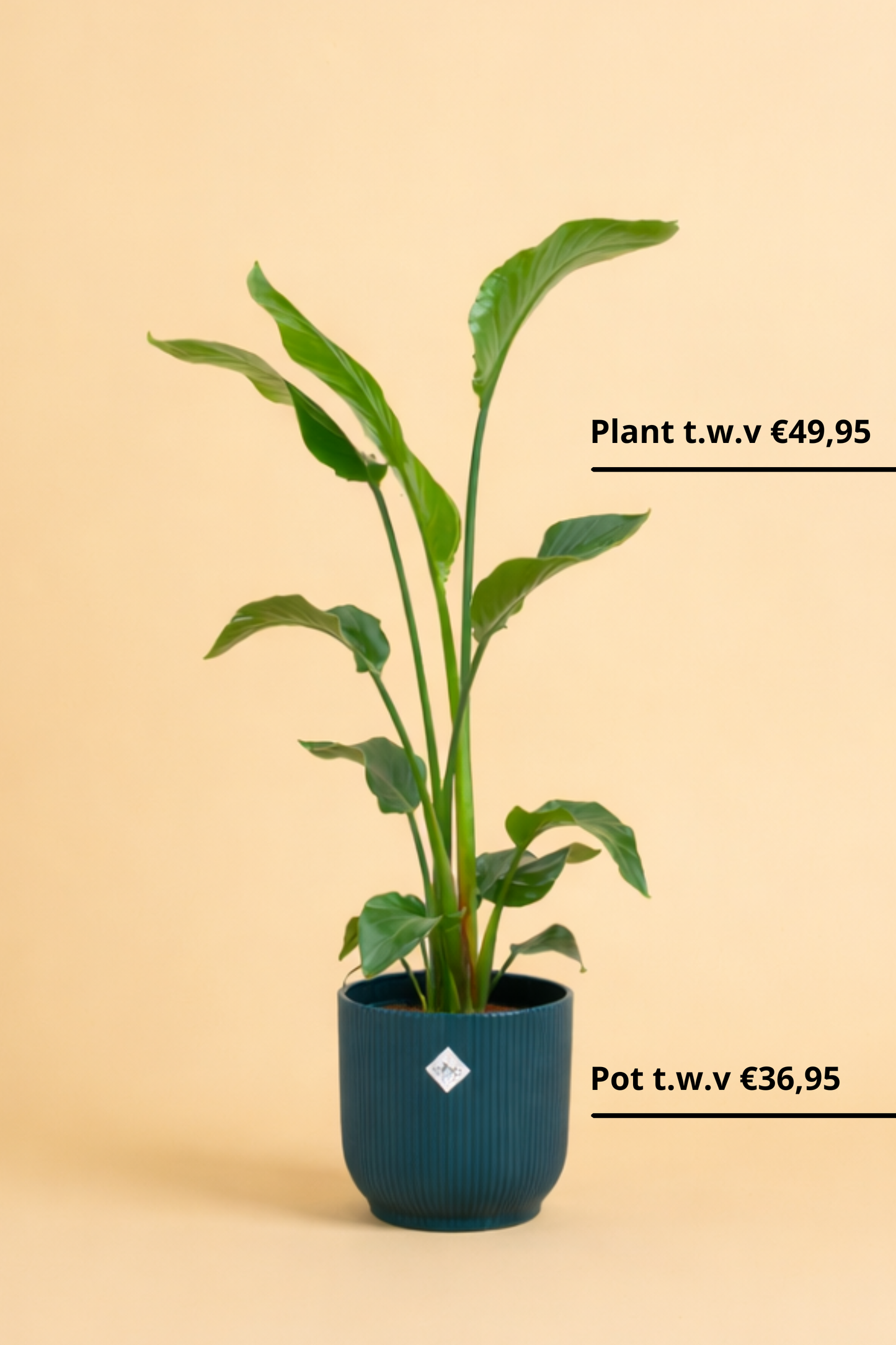 Strelitzia Nicolai + pot