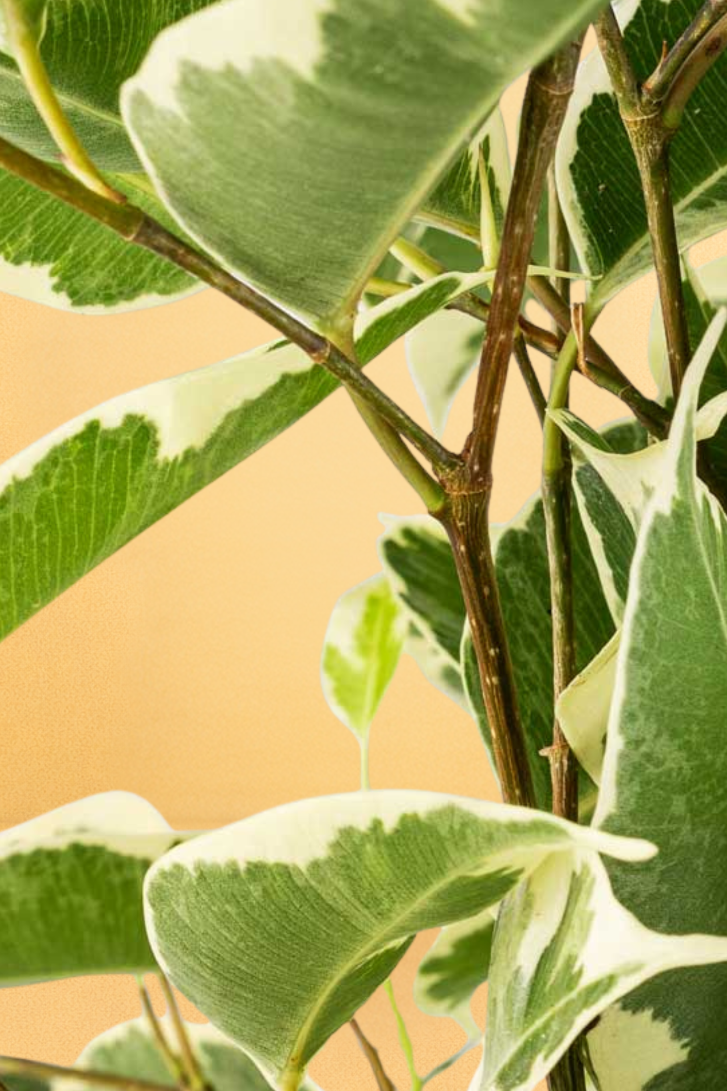 Ficus Benjamina Twilight