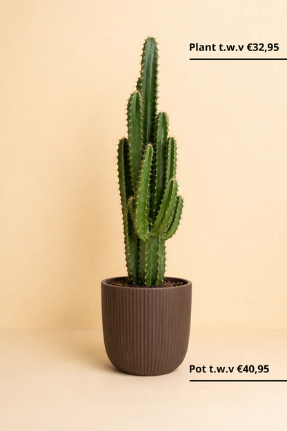 Euphorbia Trigona + Pot Capi Warm Taupe