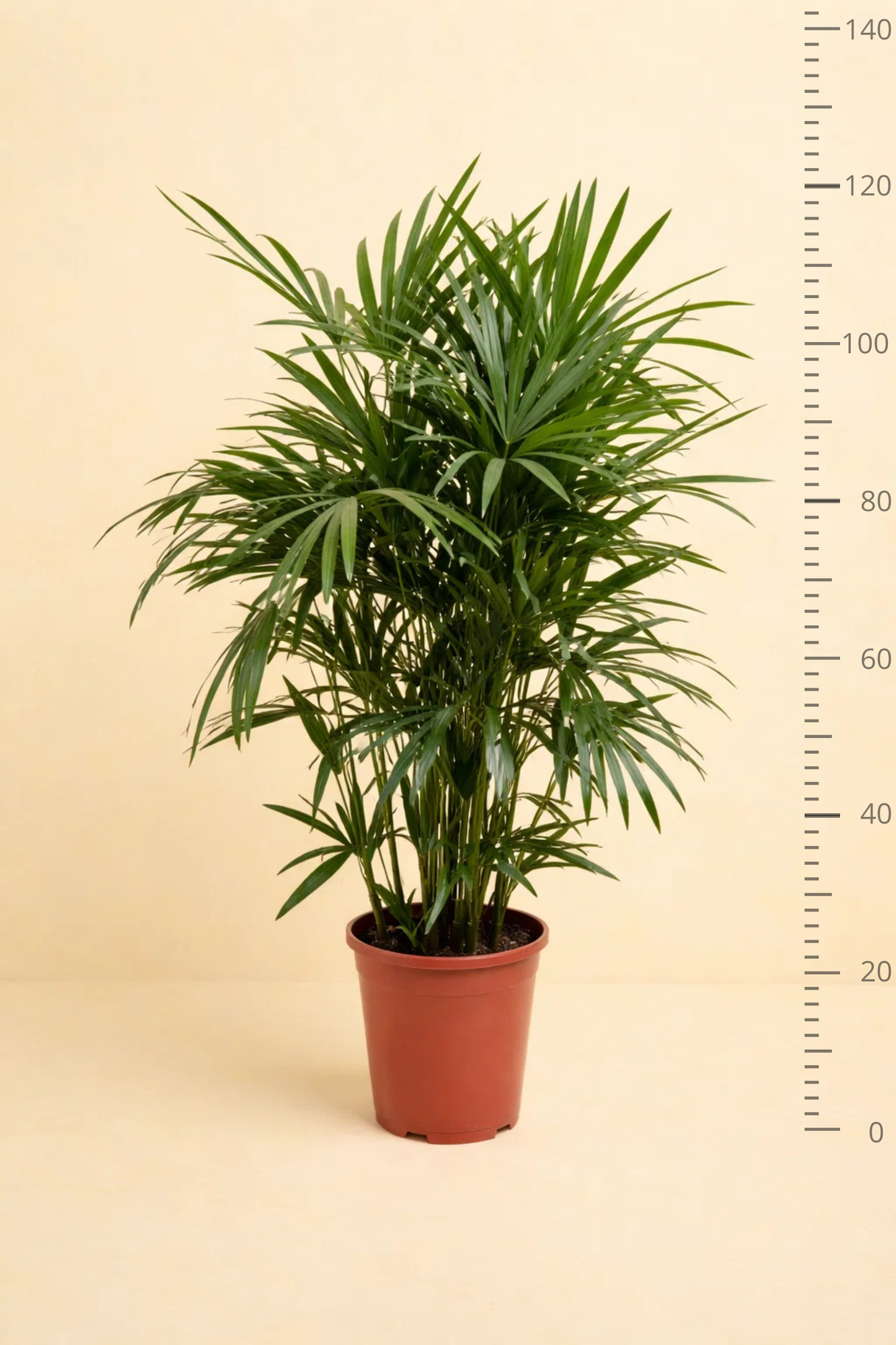 Rhapis Excelsa
