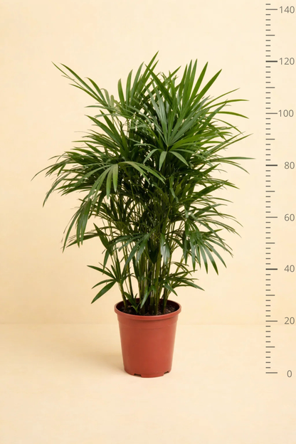 Rhapis Excelsa