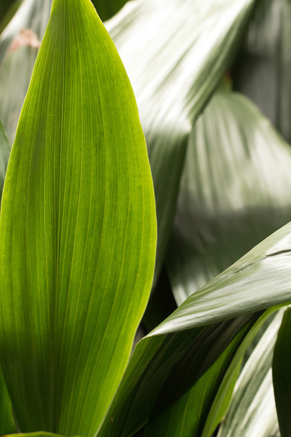 Aspidistra Elatior