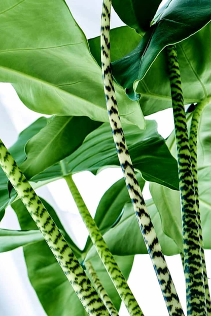 Alocasia Zebrina