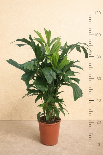 Caryota Mitis