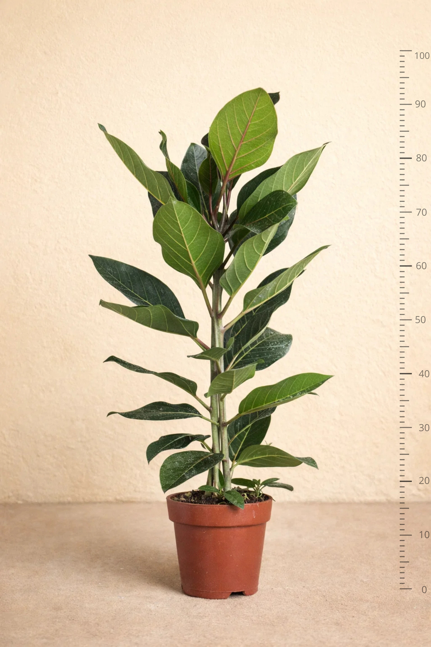 Ficus Benghalensis