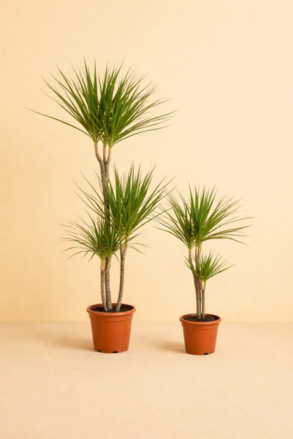 Dracaena Duo