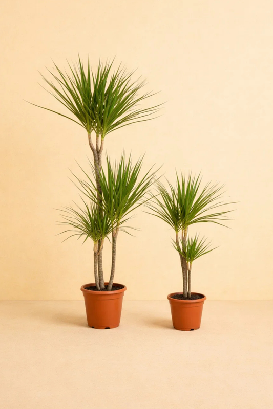 Dracaena Duo