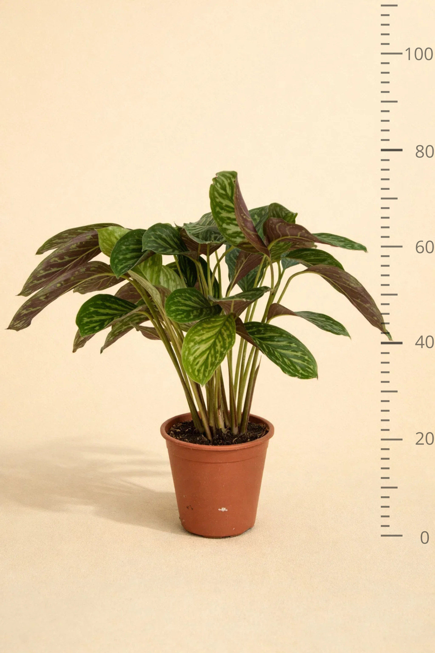 Calathea Flamestar