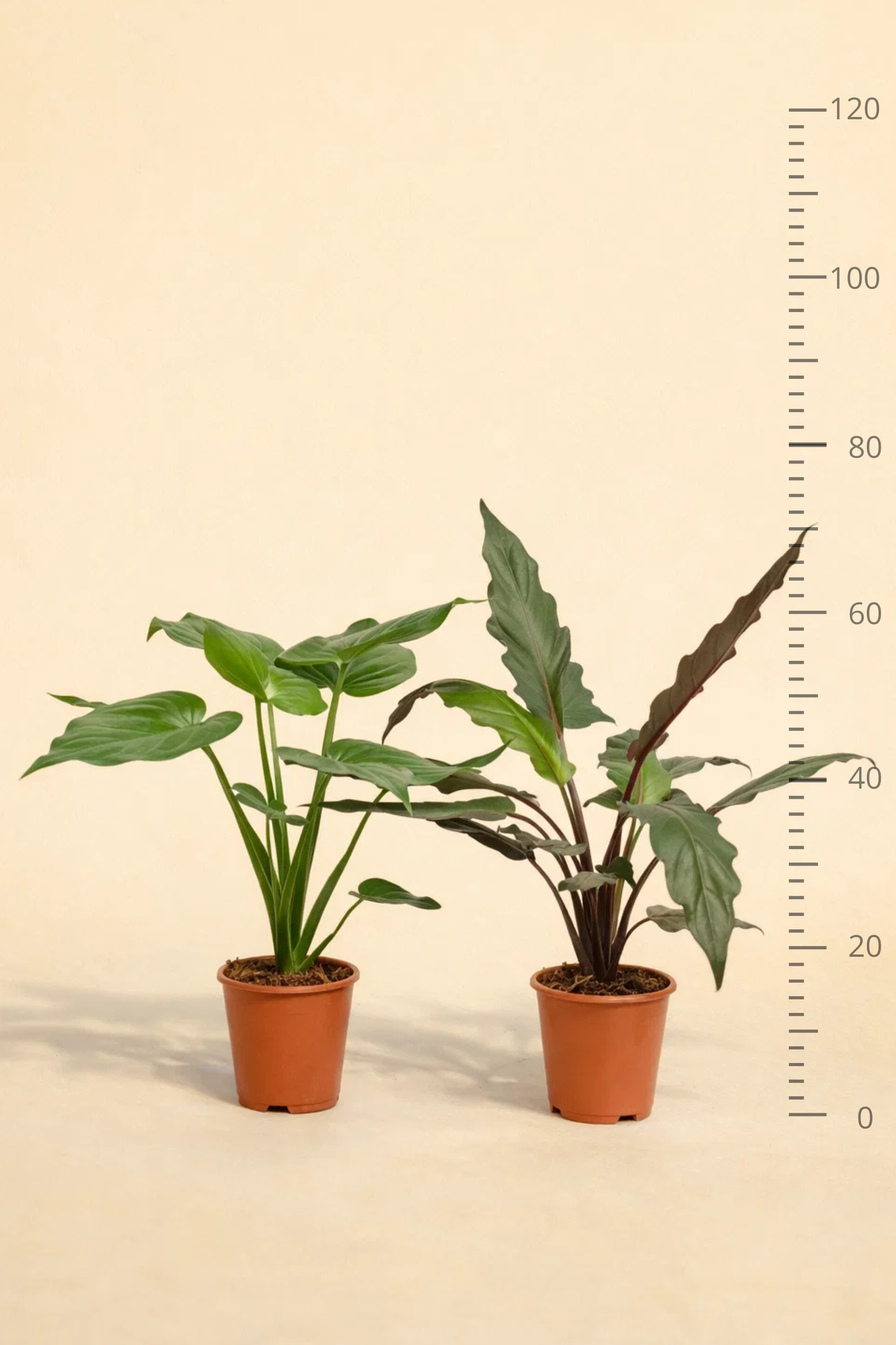 Alocasia Cucullata + Alocasia Lauterbachiana