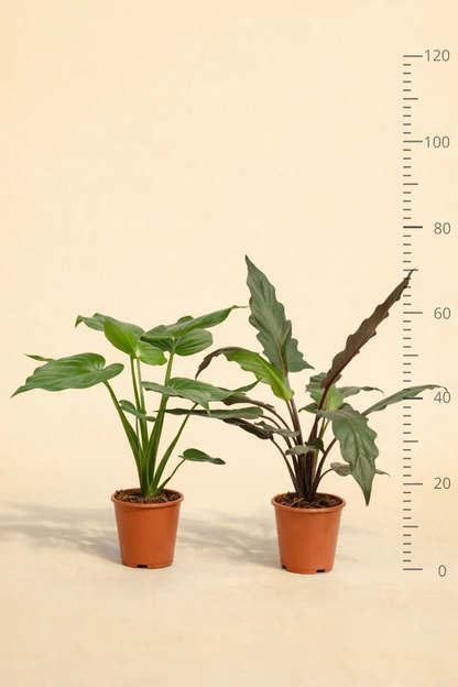Alocasia Cucullata + Alocasia Lauterbachiana
