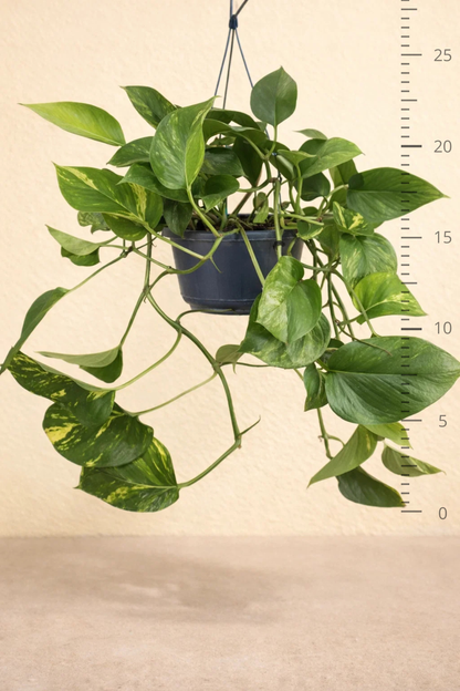 Epipremnum Aureum