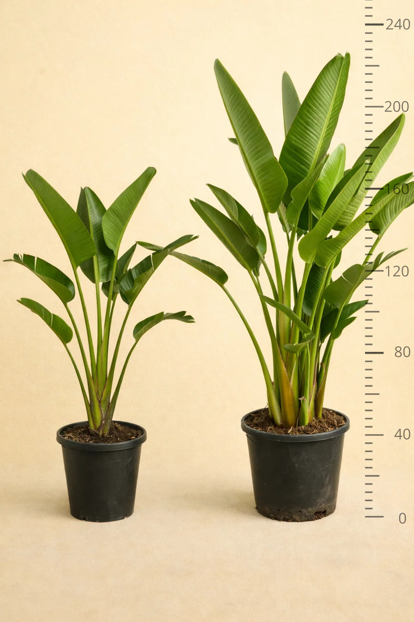 Strelitzia Augusta