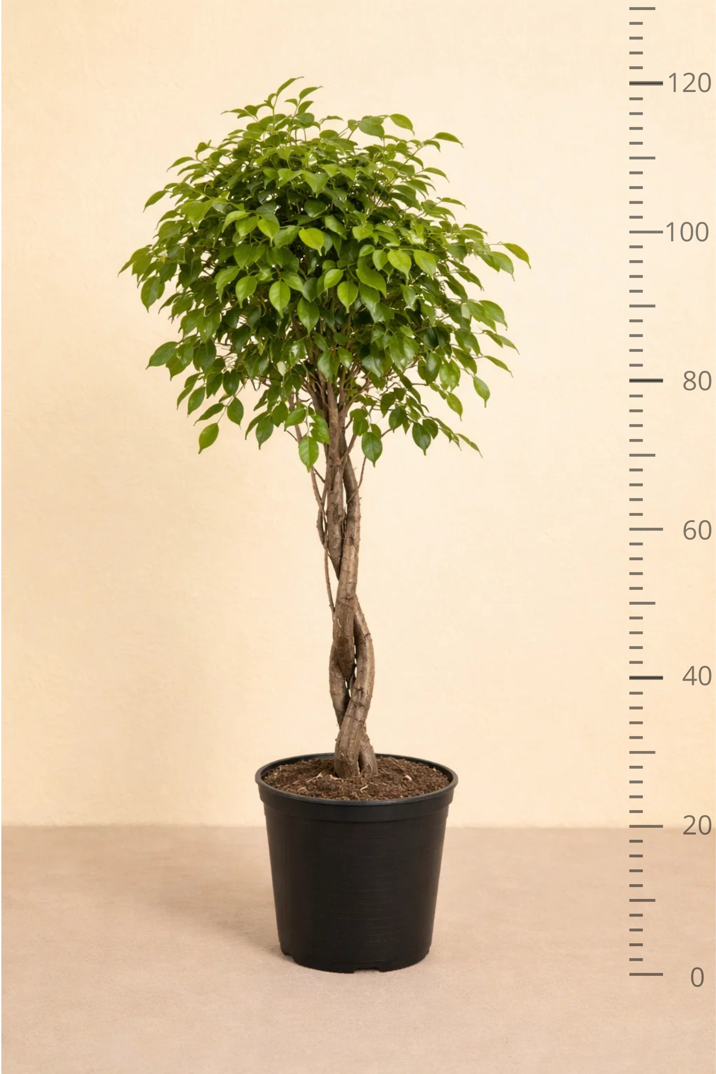 Ficus Benjamina Exotica