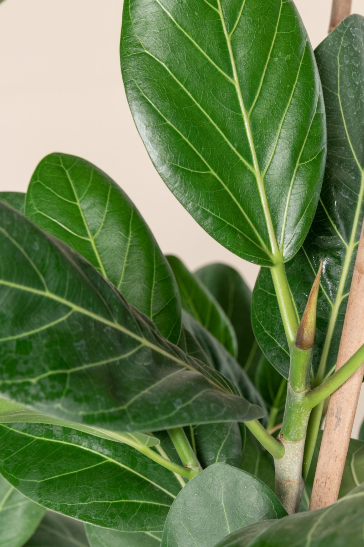 Ficus Benghalensis