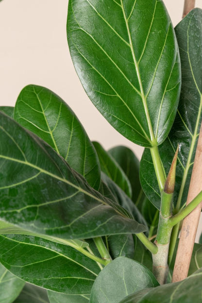 Ficus Benghalensis
